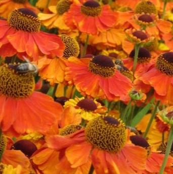 Helenium Sahins Early Flowerer