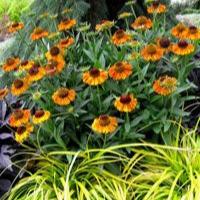 Helenium Short n Sassy