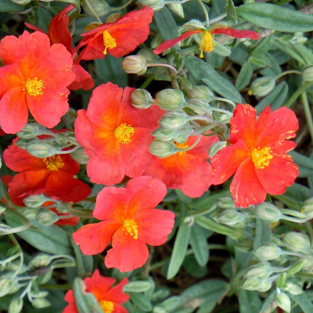 Helianthemum Fire Dragon