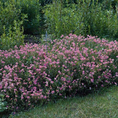 Helianthemum  Lawrensons Pink