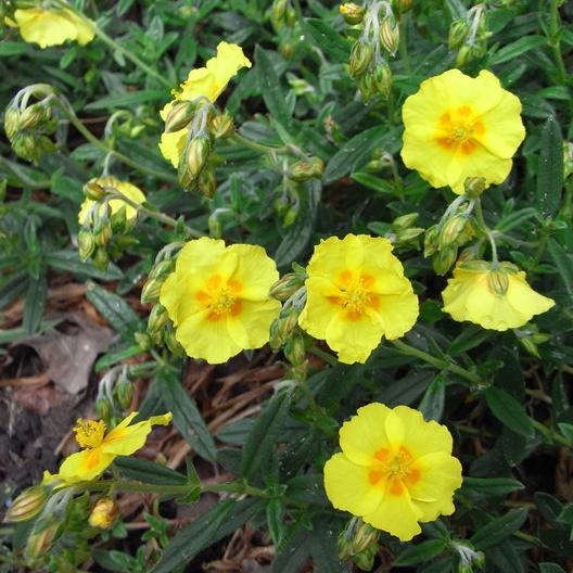 Helianthemum  Ben Fhada