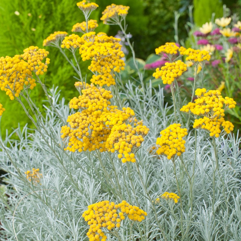 Helichrysum (Curry Plant)
