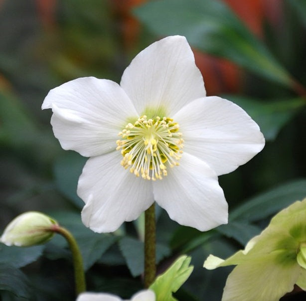 Helleborus-Christmas-Carol-grade-XL-Flower