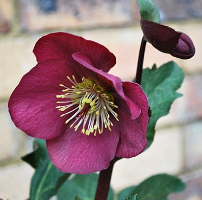 Helleborus Annas Red