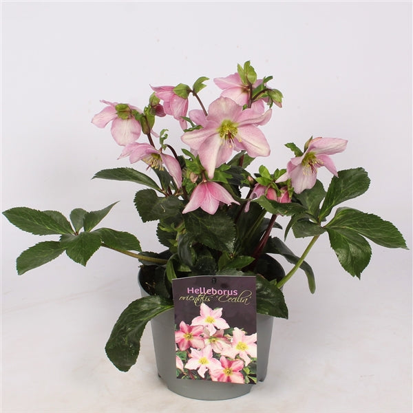 Helleborus Cecilia  3 Ltr pot