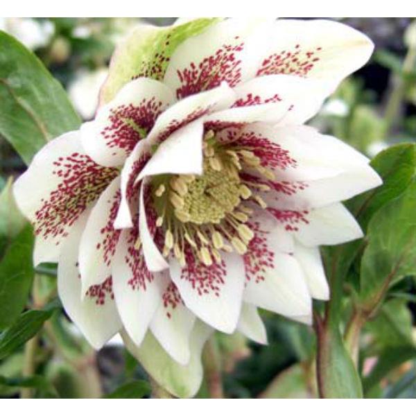 Helleborus Dbl Anna White Spotted