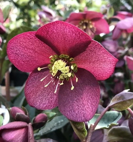 Helleborus Ice N Roses Early Red