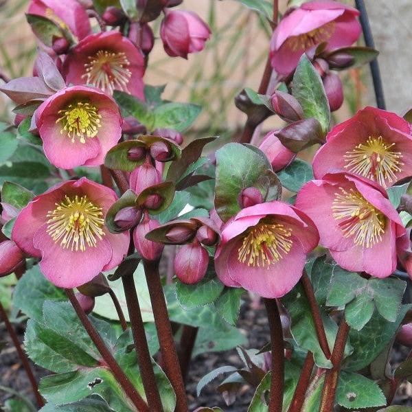 Helleborus Pennys Pink