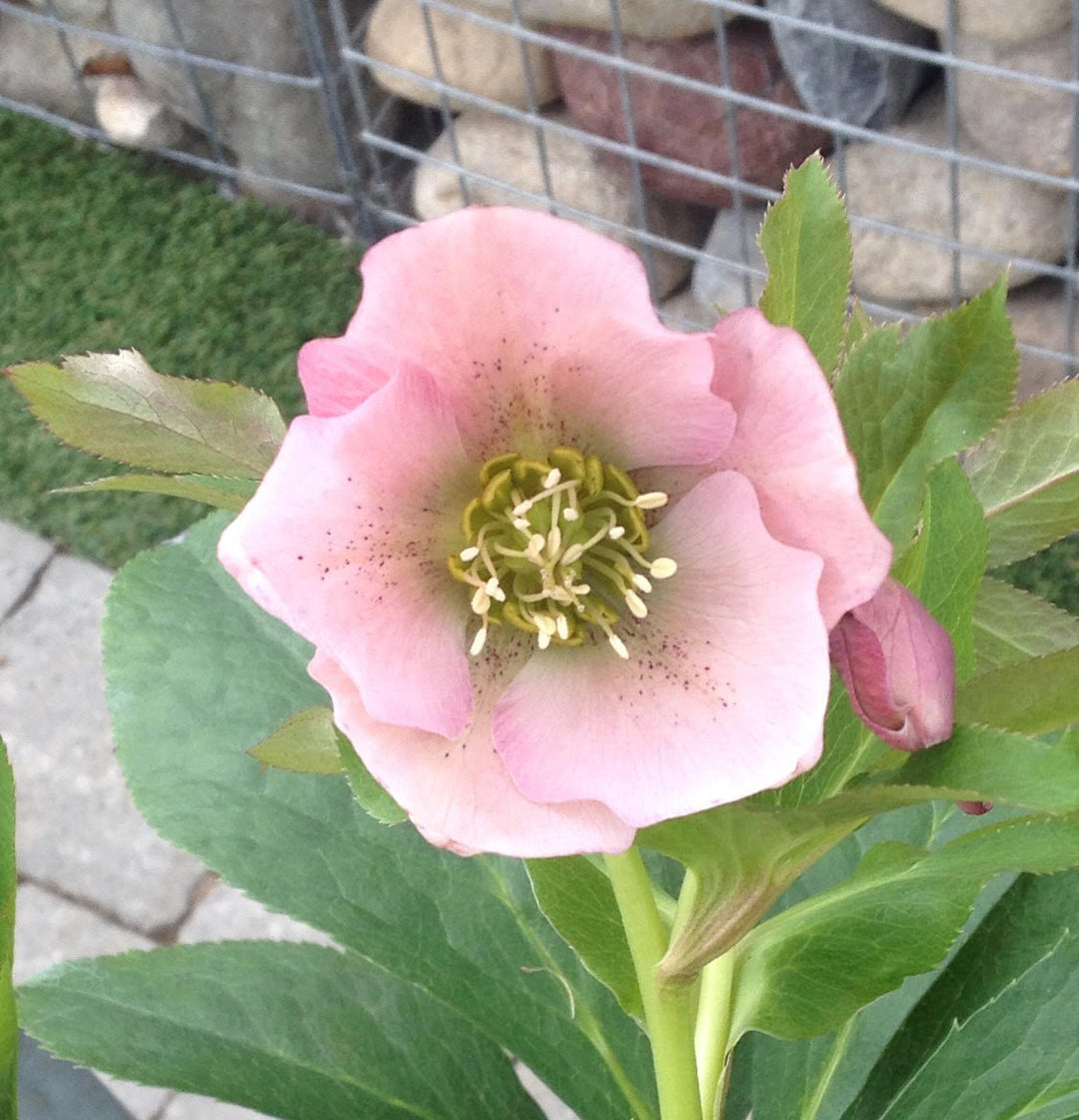 Helleborus Pretty Anna Pink