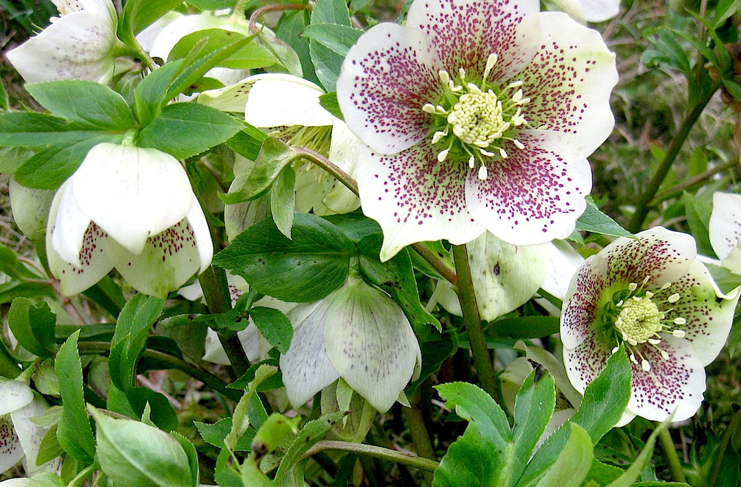 Helleborus Pretty Anna Spotted