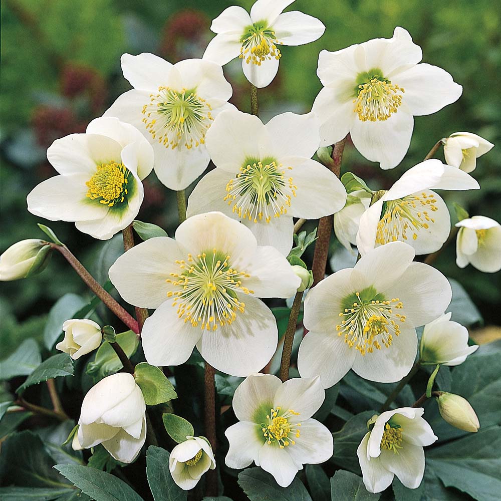 Helleborus niger