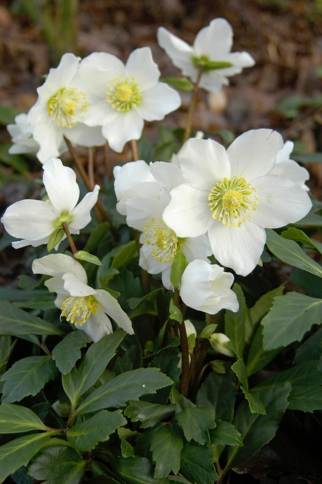 Helleborus niger Christmas Carol