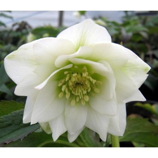 Helleborus or. Dbl Anna White