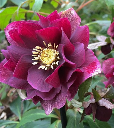 Helleborus or. Double Ellen Red