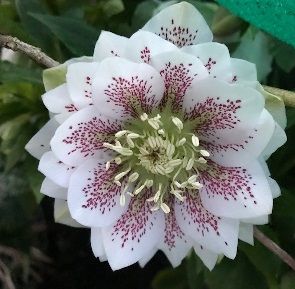 Helleborus ori. Verboom Cinderella