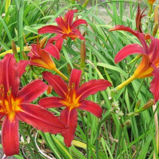 Hemerocallis Crimson Pirate