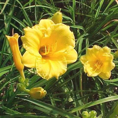Hemerocallis  Stella de Oro