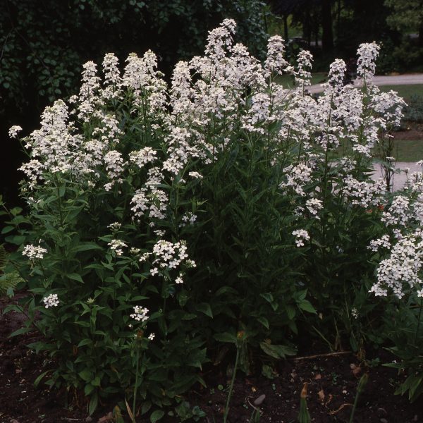 Hesperis matronalis White