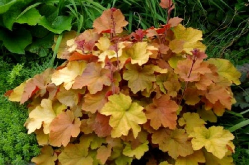 Heuchera Caramel