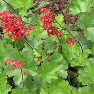 Heuchera Coral Forest