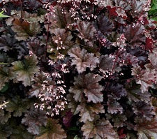 Heuchera Dark Secret - Herbaceous - Windyridge Garden Centre