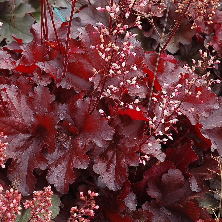 HEUCHERA Forever Red