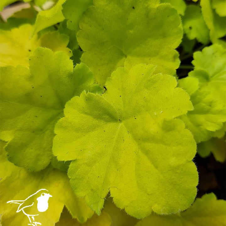 HEUCHERA Key Lime Pie