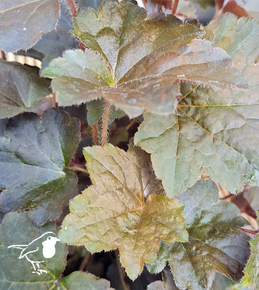 Heuchera Micran. Palace Purple - Bedding - Windyridge Garden Centre