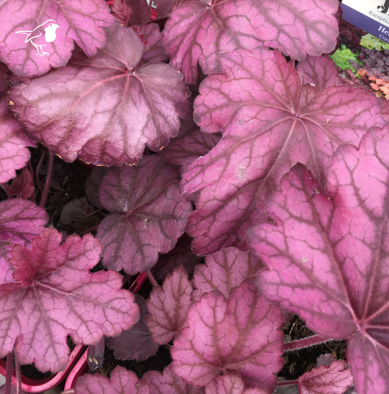 Heuchera Wild Rose - Herbaceous - Windyridge Garden Centre