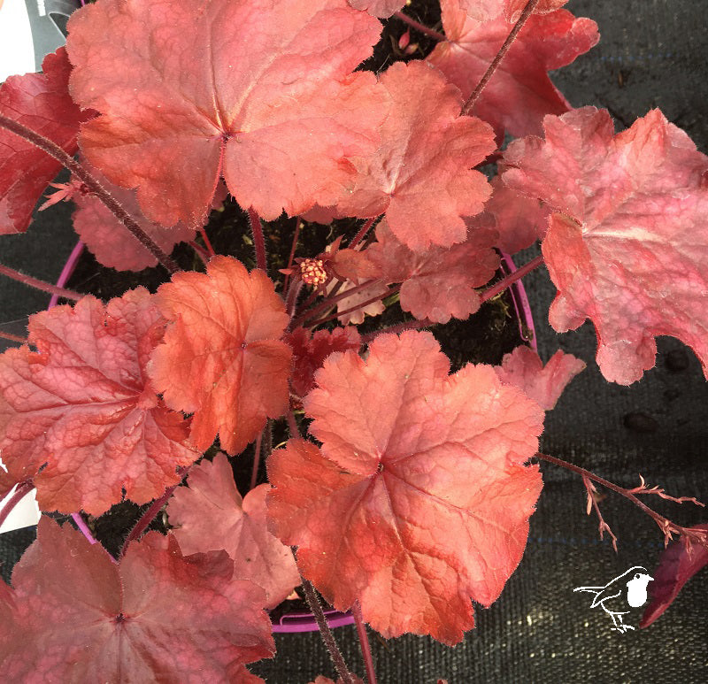 Coral Bells Heuchera Fire Chief (2Ltr Pot)