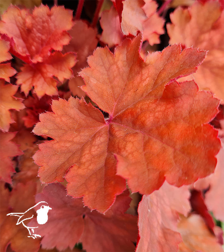 Heuchera Cherry Cola