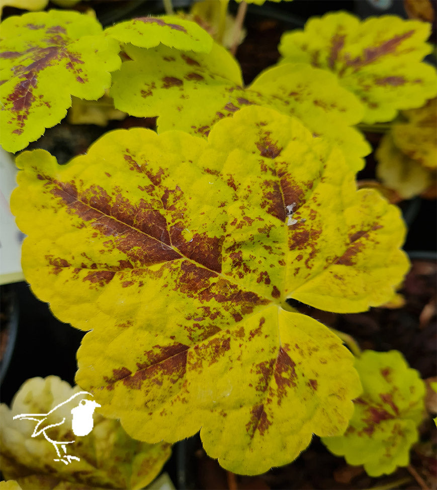 Heucherella Leapfrog - Herbaceous - Windyridge Garden Centre