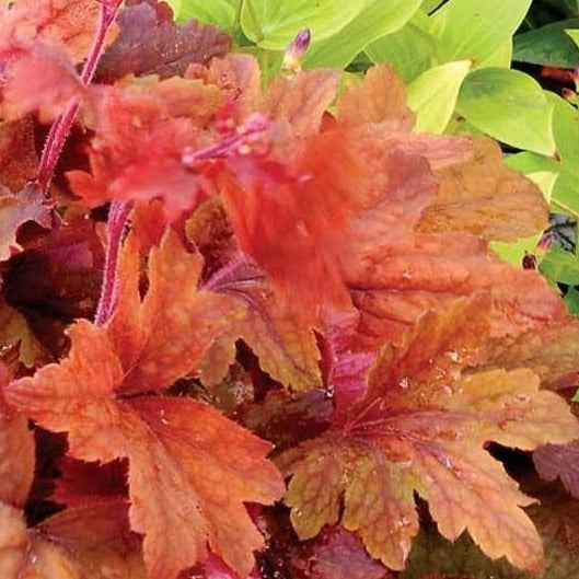  Heucherella-Sweet-Tea-Plant