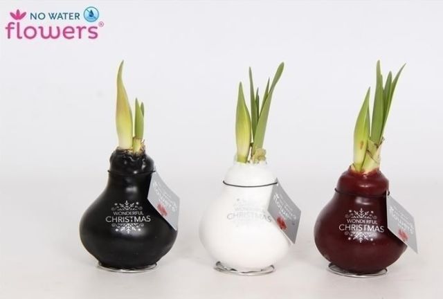 Hippeastrum Waxz Merry Christmas - Indoor Plants - Windyridge Garden Centre