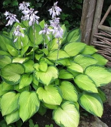 Hosta Gold Standard