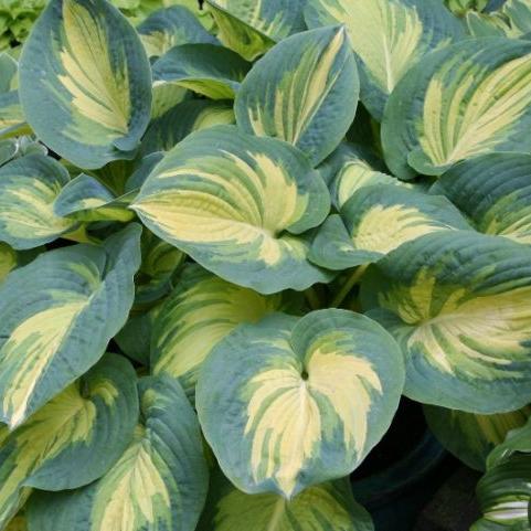 Hosta Great Expectations