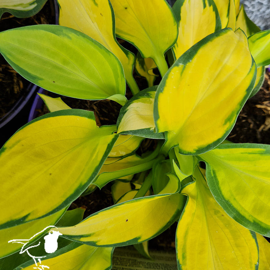 Plantain-Lily-Hosta-Orange-Marmalade-Plant-1