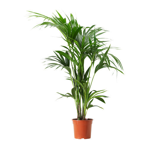 Kentia Palm Howea forsteriana  (21cm Pot 130 CM Tall)