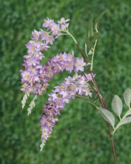 Wisteria-Mauve