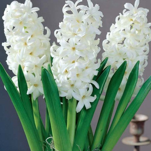 4 HYACINTH CARNEGIE  ORD  LOOSE