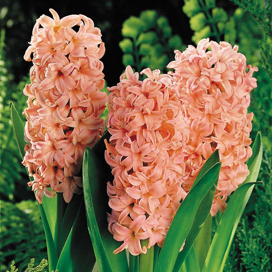 Hyacinth Gypsy Queen