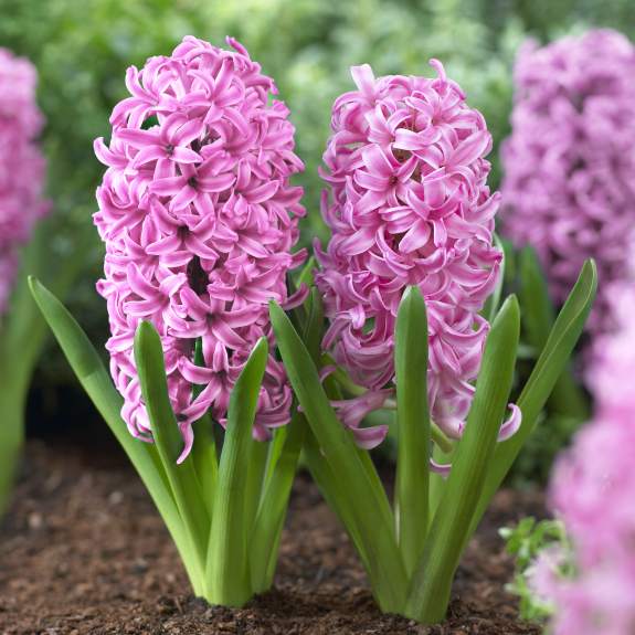 4 GARDEN HYACINTH PINK PEARL