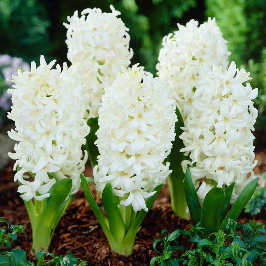 Ht Prep. Hyacinth White Pearl - Bulbs - Windyridge Garden Centre