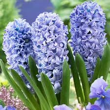 4 Hyacinth Delft Blue  Ord  Loose -  - Windyridge Garden Centre