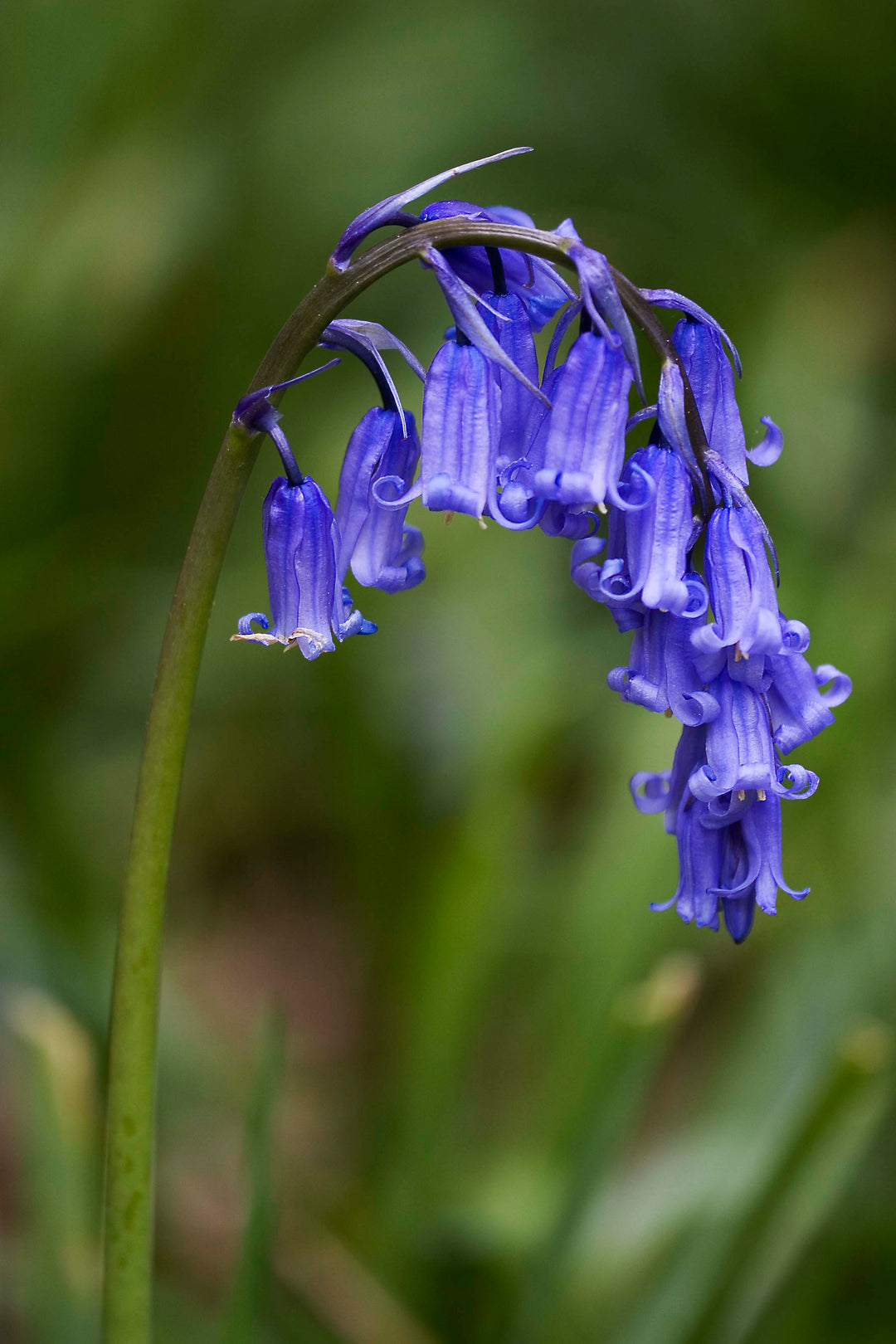 ENGLISH GROWN BLUEBELLS