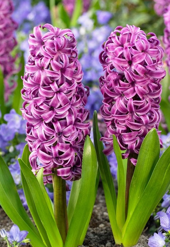 Hyacinthus Purple Sensation  5 pack