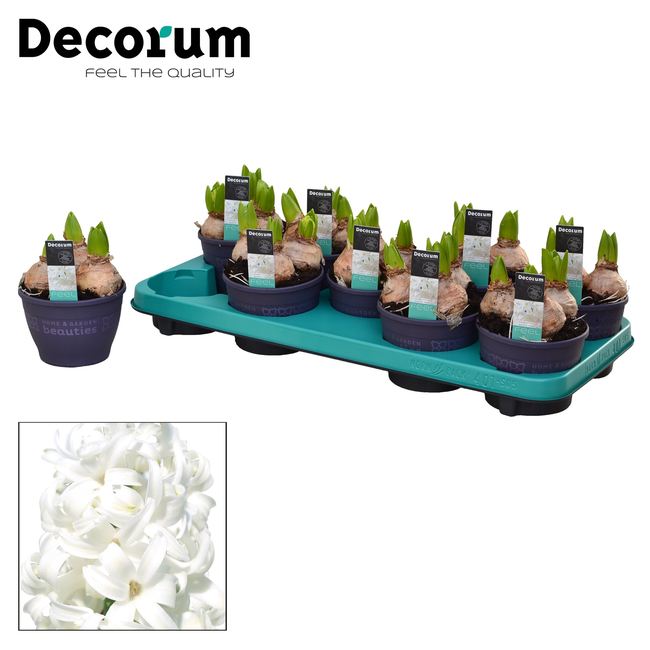 Hyacinthus White Pearl  P12