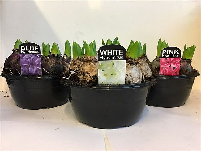 Hyacinthus-Potted