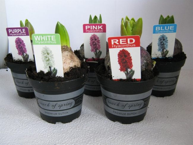 Hyacinthus (Da) Mix - Bedding - Windyridge Garden Centre