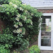 HYDRANGEA PETIOLARIS - Climbers - Windyridge Garden Centre